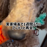 アンディくんの熱烈歓迎2