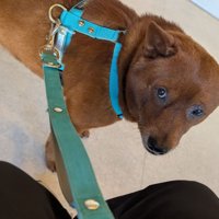切なげな表情を浮かべる犬