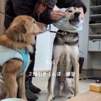 支度をしてもらう2匹の犬