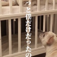 ベビーベッドを見つめる犬
