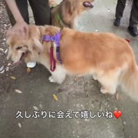 男性を取り囲む2頭の犬