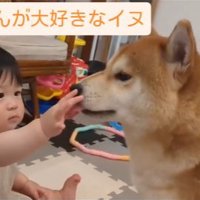 赤ちゃんと柴犬