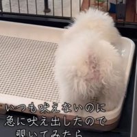 突然吠え始めました！
