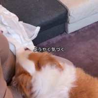 クンクンとニオイを確認