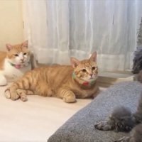 縦列駐車