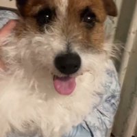 現在のマウイちゃん