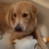 浴槽の中の大型犬