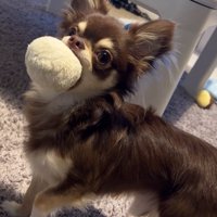 大人になったアモちゃん