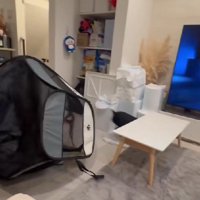 中にいたのはコーギーさん！！