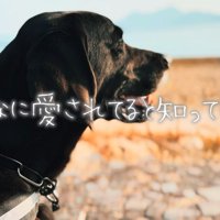 海で遊ぶ大型犬