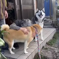 玄関先で迎えられる2匹の犬