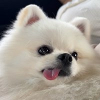 ペロッ