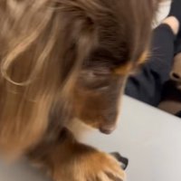 Appleマークを引っかく犬