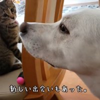 子猫ともすっかり仲良し