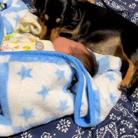 赤ちゃんに顔を寄せるワンコ