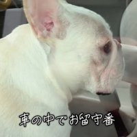 車内を見まわす犬