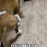 首をかくのが下手なむちゃ君4