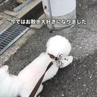 リリーちゃんの変化6