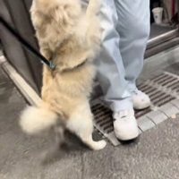 おじさんに飛びつくエリーちゃん