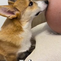 女性のお腹に口を当てる犬