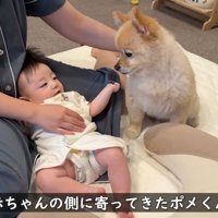 子守りをしてくれるポメくん
