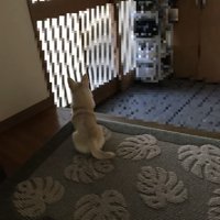玄関の方を見つめる犬