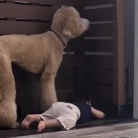 並んで外を見つめる男の子と犬