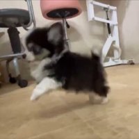 拙い