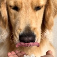 舌なめずりしながら微妙な表情を見せる犬