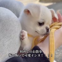 「いってみようかな」