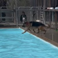 プールへ沈む大型犬