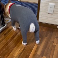 水入れの水を飲む犬