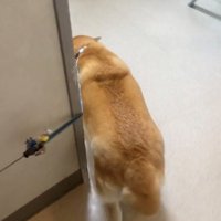 診察室に入っていく犬