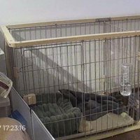 お留守番中の様子をカメラでチェックしたら…
