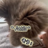 タオルで口を拭くピエナちゃん