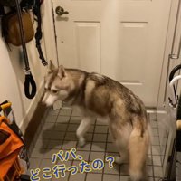 垂れ下がった犬のしっぽ