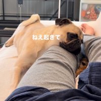 ミーアキャットに顔を近づける犬