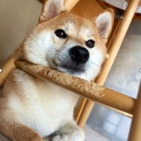お散歩
