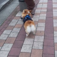 リードを持つ人が交代した時のジノくん6