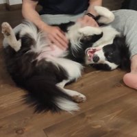 飼い主に甘える中型犬