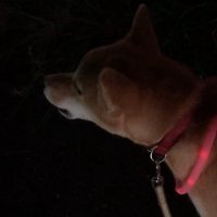 遠吠えする柴犬