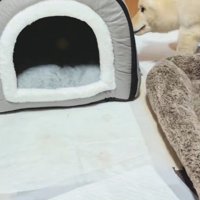 どうしても中に入りたいようです