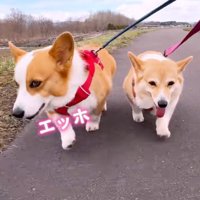 仲良くお散歩中♪