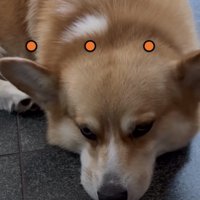床に顎をつける犬