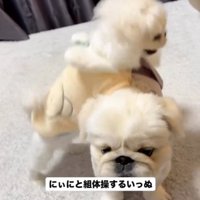 上に乗る犬1