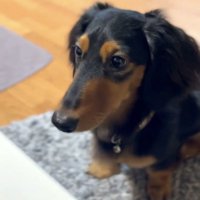 座って見上げる犬