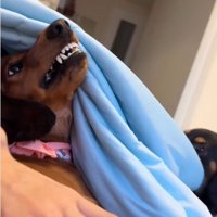 上を向く犬