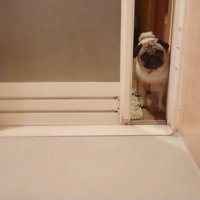 入浴中のパパさんをじーっ