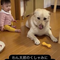 わん太郎くんの顔をじーっ…