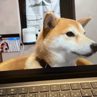 zoom会議中のみかんちゃん8